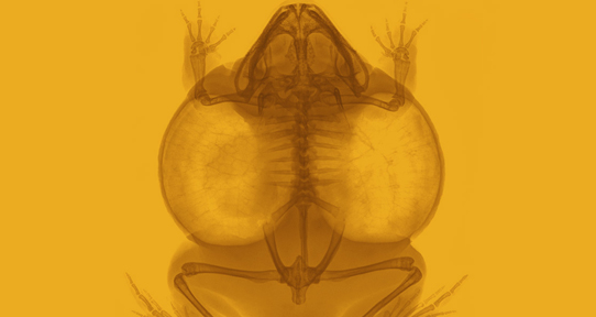 Frog x-ray