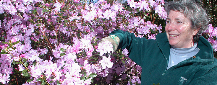 A volunteer trimming a plant