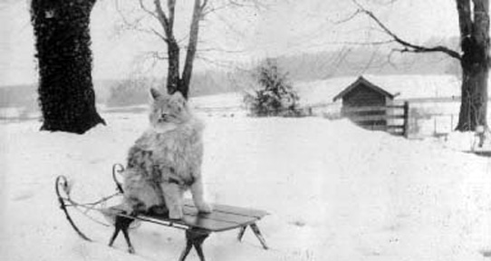 Cat on a Sled from the William and Margaret Thomson Family Fonds (SC653), Accession 2022-021, Album K