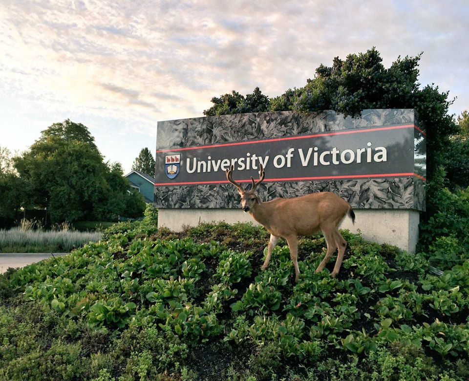 uvic-deer.jpg