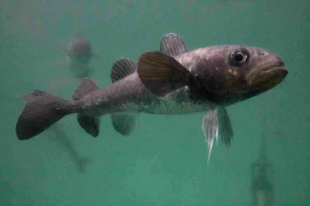 An Arctic cod swimming in a tank