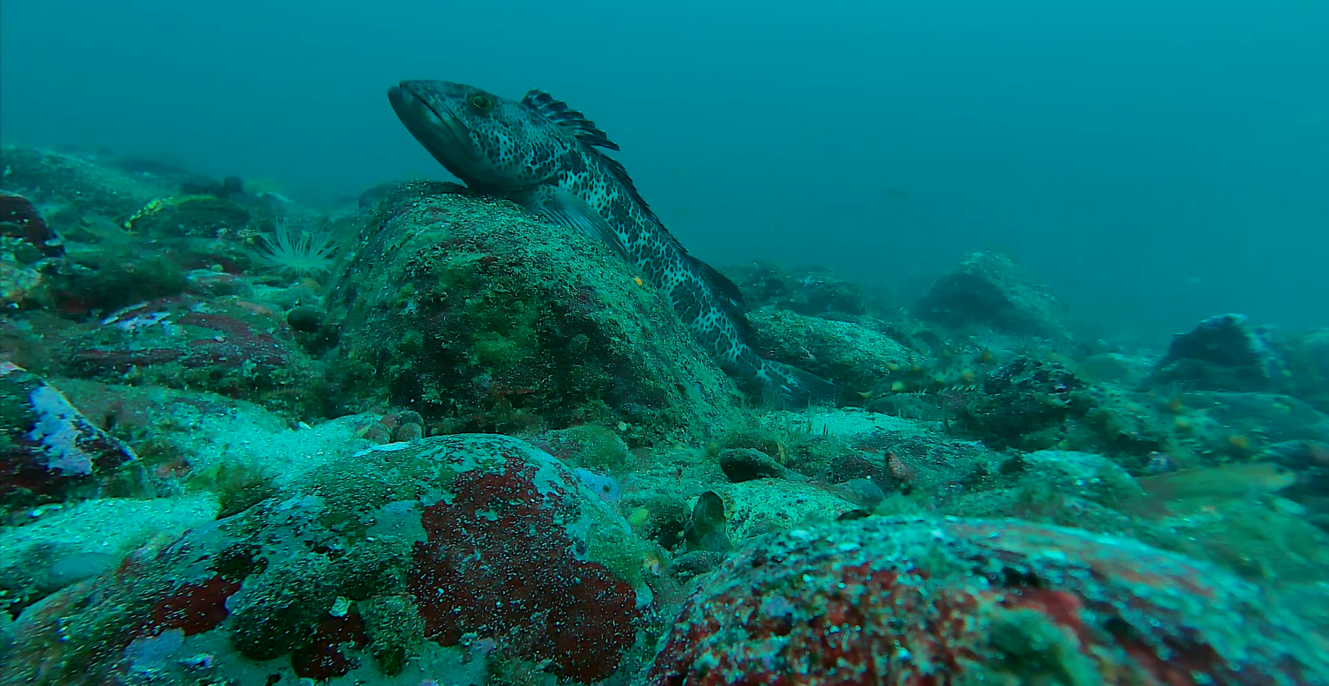 Close-up of a lingcod fish underwater