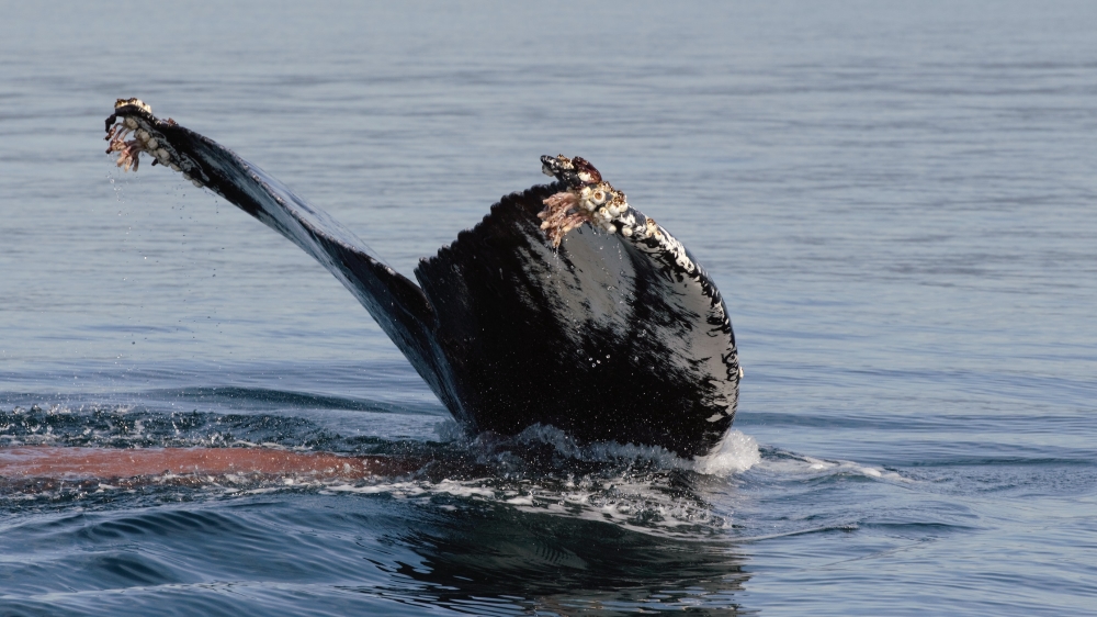 Faecal plume in the water behind humpback whale tail