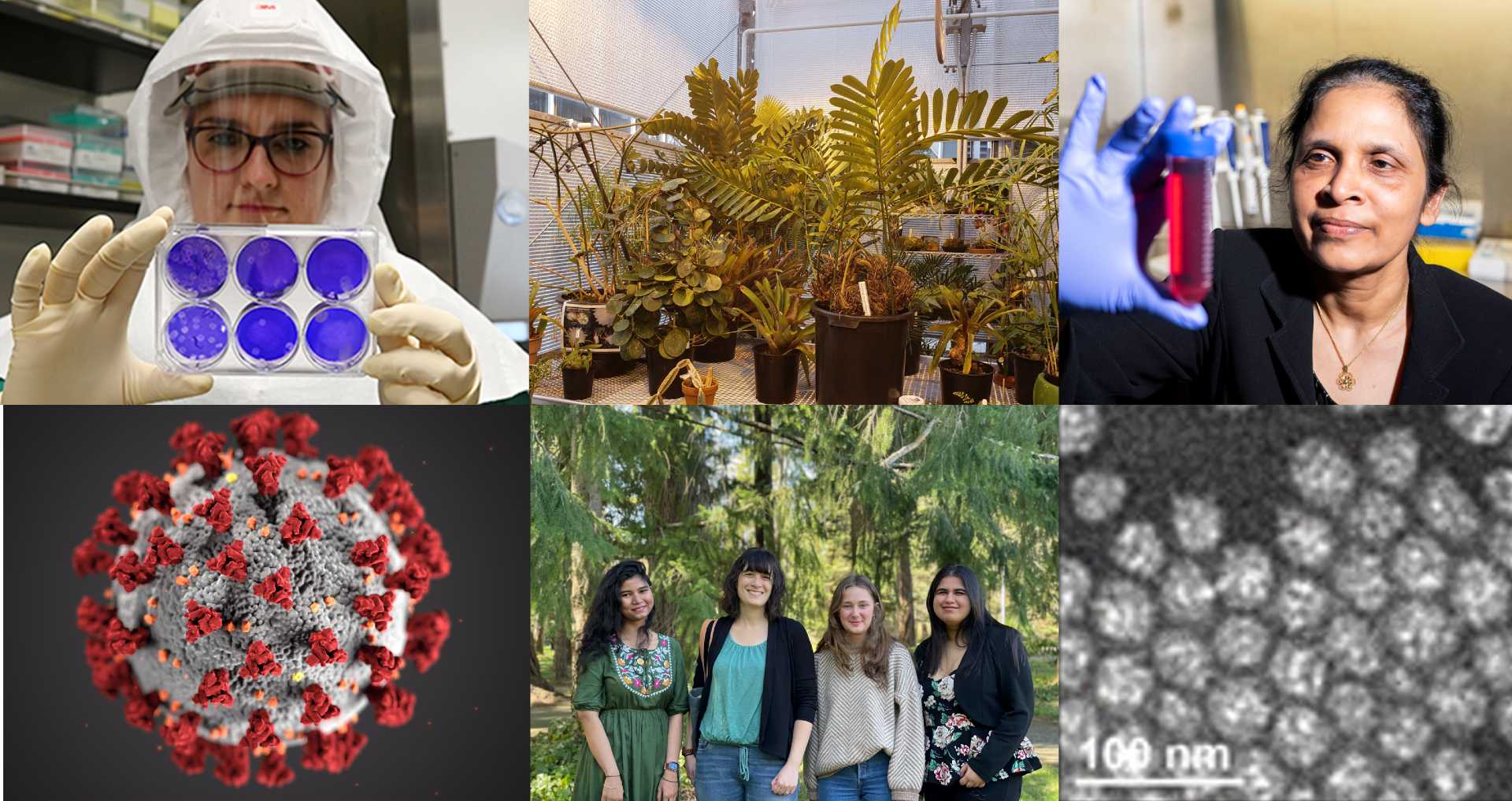 Collage of images, including Mariya Goncheva in a PPE suit, plants in the greenhouse, Chithrani holding up a vial of red liquid, the COVID-19 virus, the Templeman lab, and an image of PIHC micelle from and electron microscope