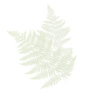 Fern