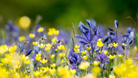Camas flowers in a meadow