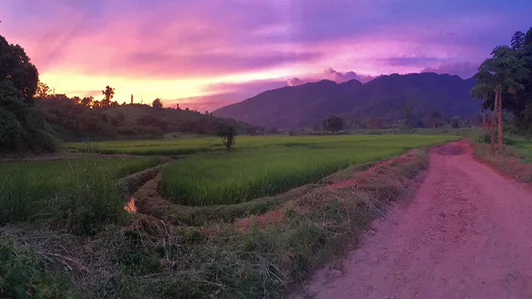 rice fields