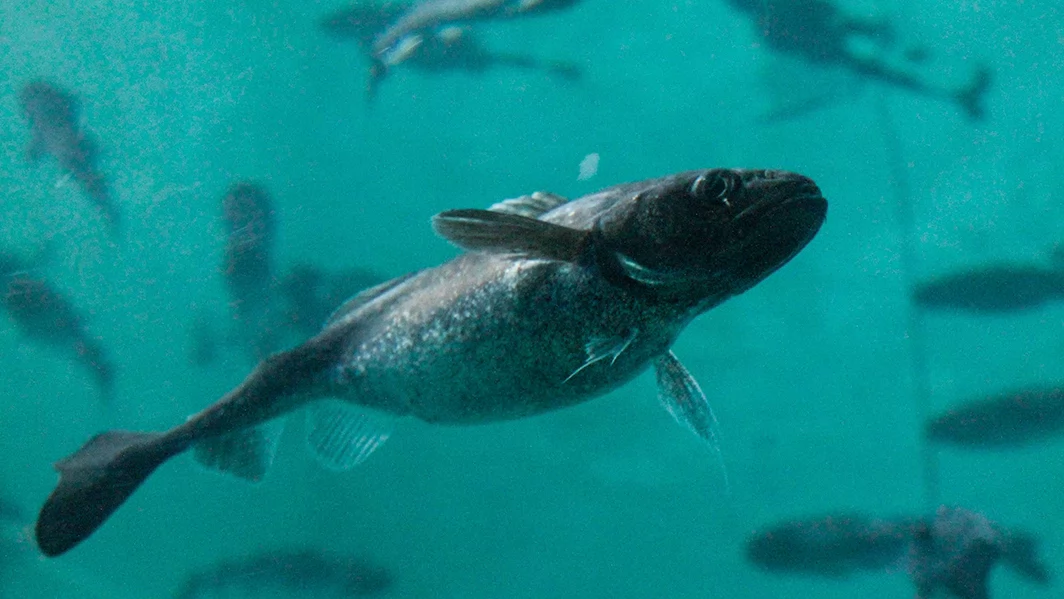 A fish swims in the ocean surrounded by other fish.