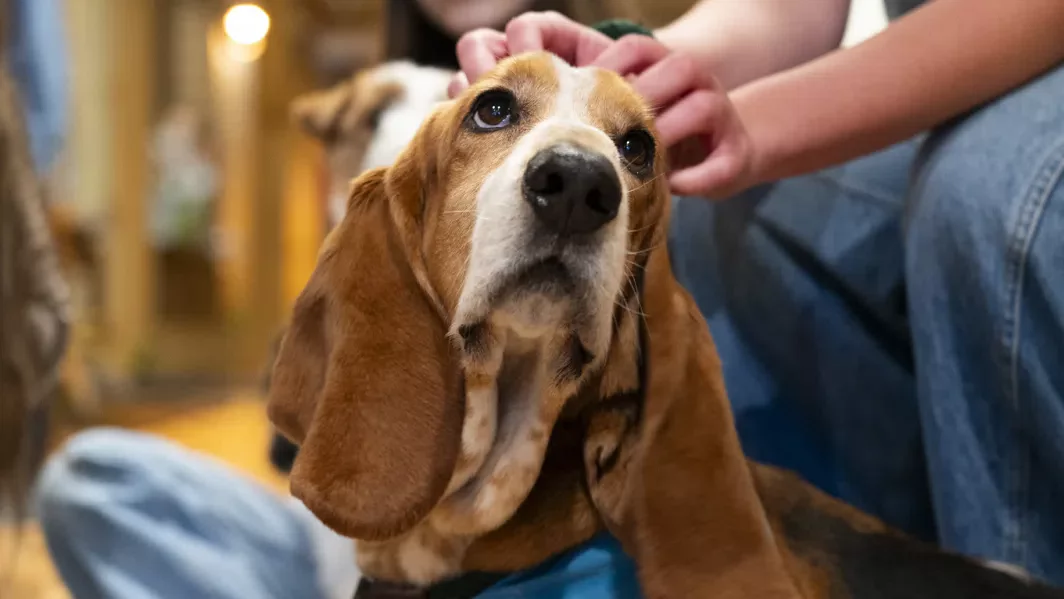 A basset hound being pet by students.