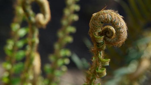 Fern fiddlehead unfurling