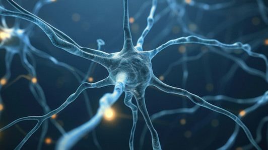 Biological Neural Network