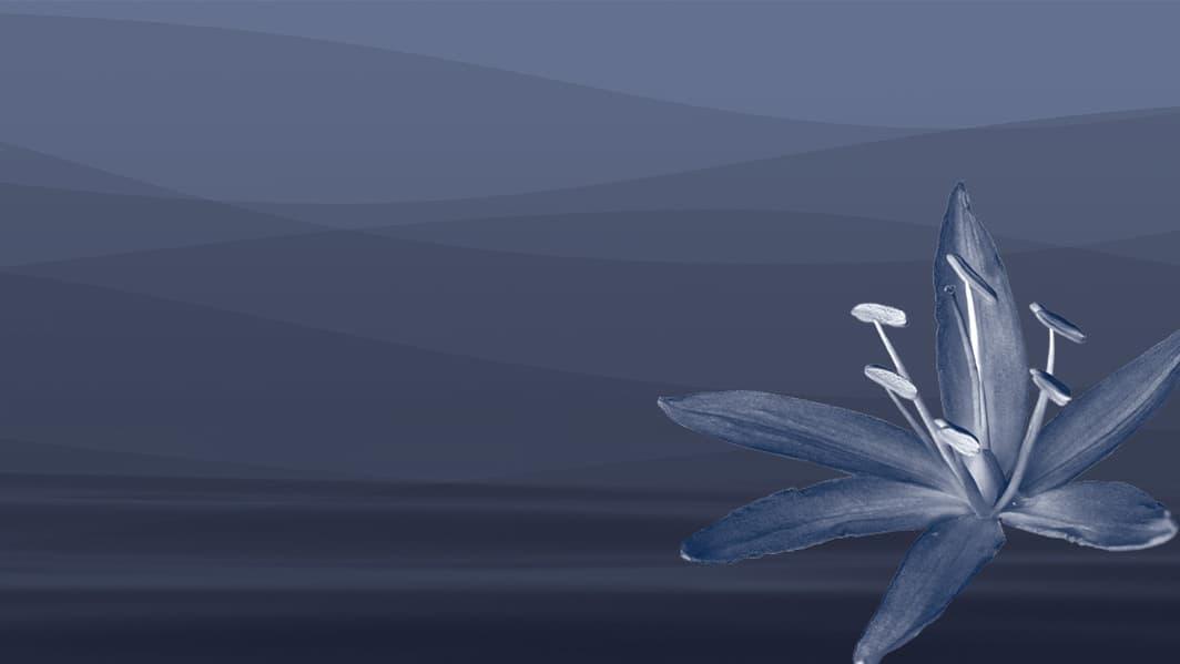 A single blue flower against a blue background.