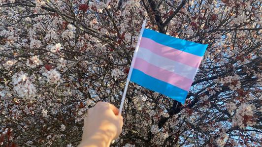 Photo of the Transgender flag waving on a blossoming cherry tree