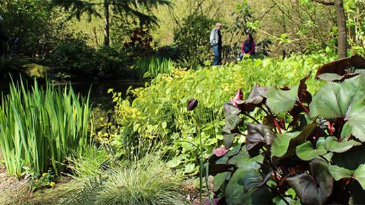 Photo of groundcover and groups of low growing native and ornamental plantings at UVic's Finnerty Gardens
