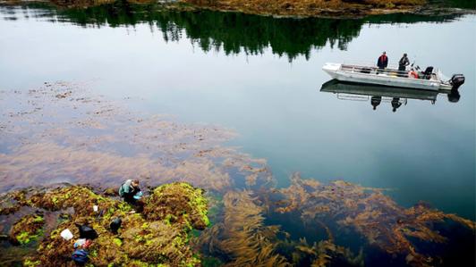 Aerial photo of UVic researchers surveying kelp distribution  in the ocean at Vancouver Island