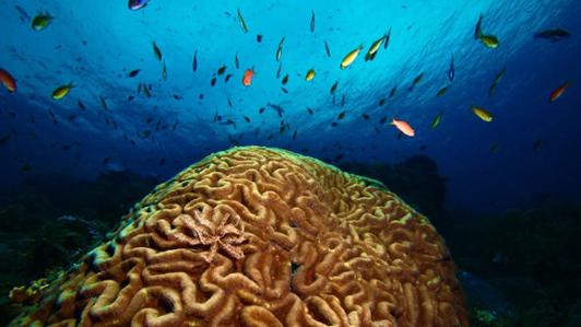 Photo of a coral reef with colourful fish swimming above 