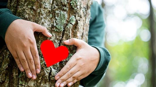 Photo of a heart being held by two hands on a tree trunk