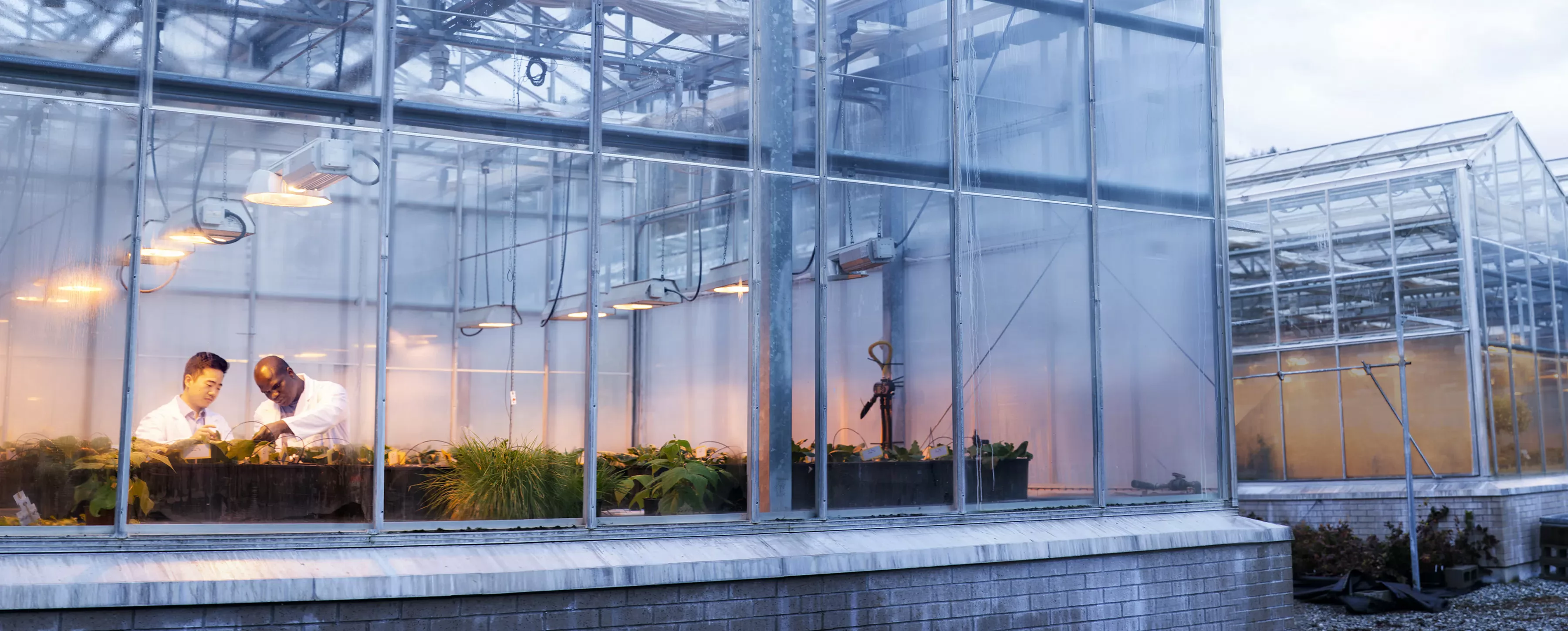 Two researchers examine plants in a greenhouse lab.