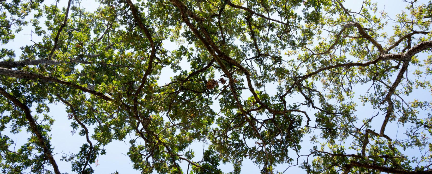 looking up into garry oak trees