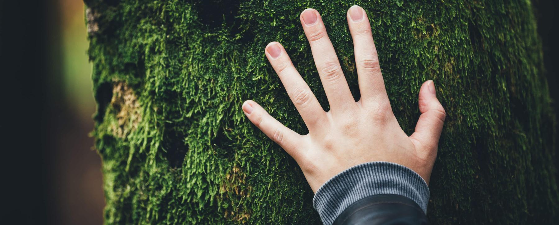 Close up of a hand on a mossy tree trunk.