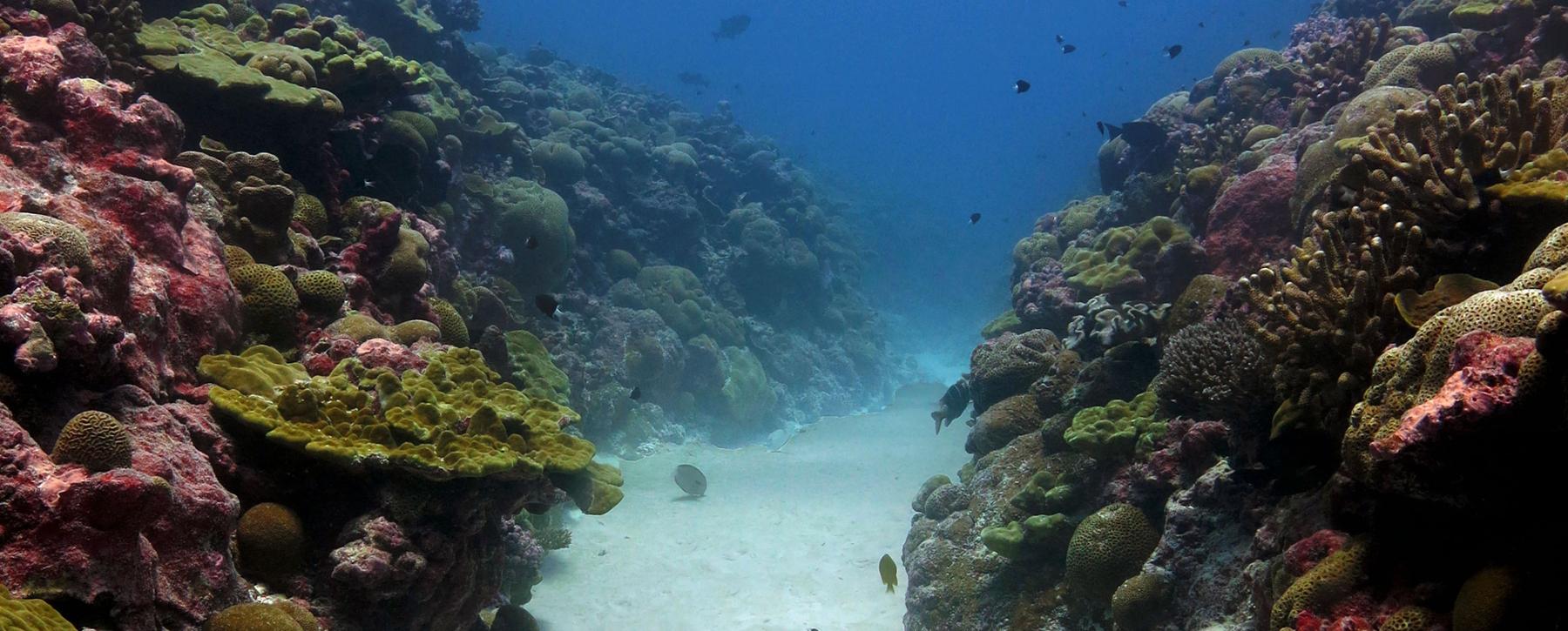 coral reef closeup