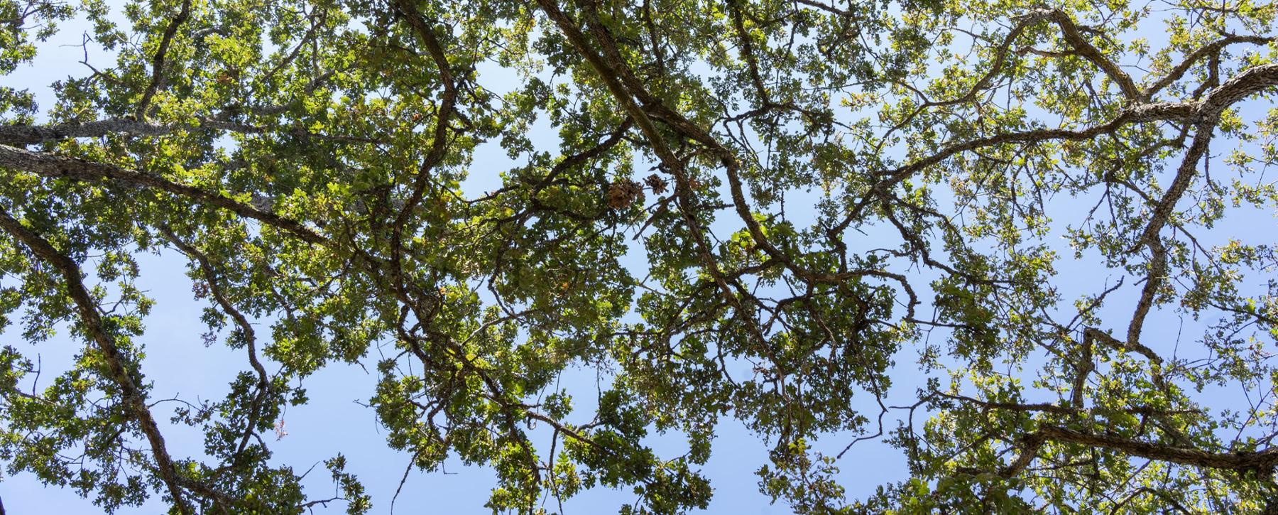 garry oak branches 