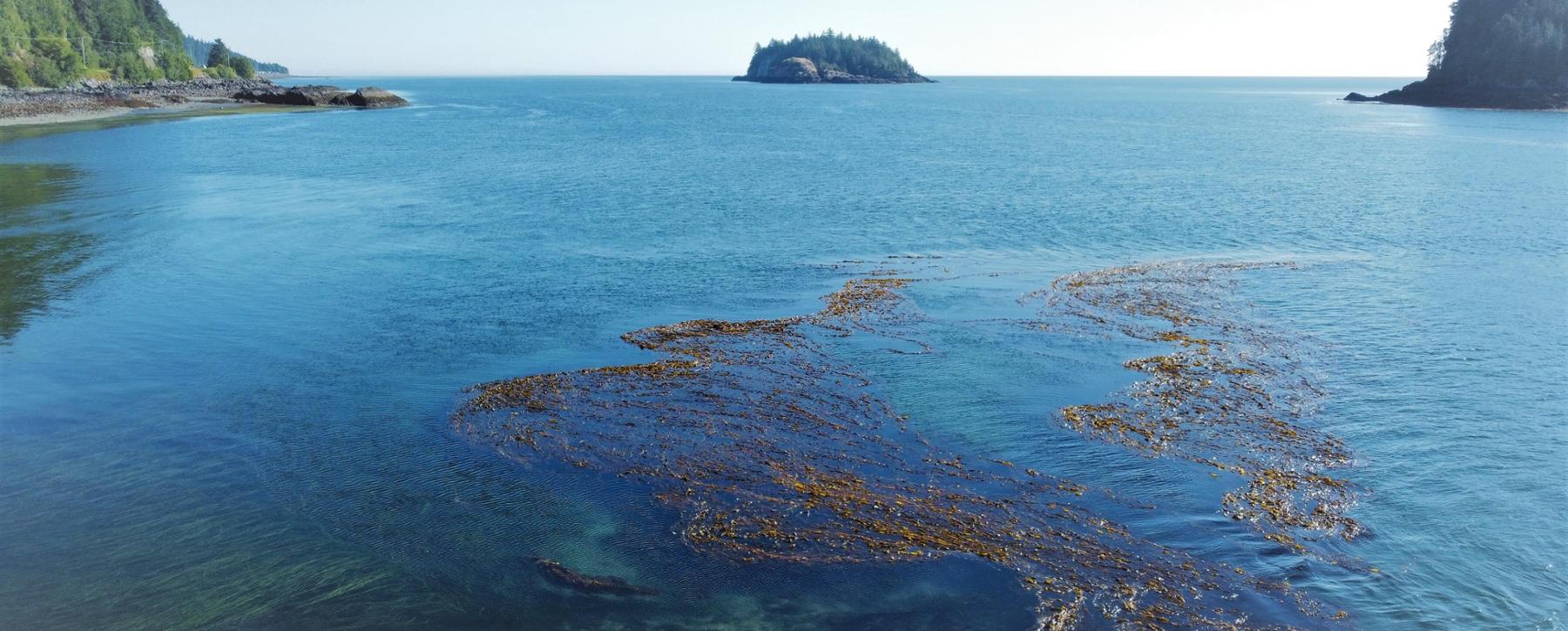Bull kelp floating along BC's central coast.