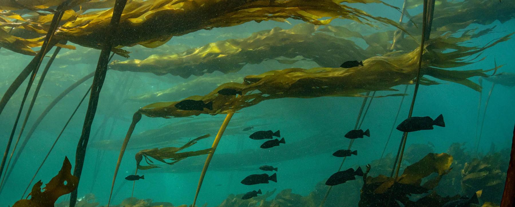 Rockfish swimming through an underwater kelp field