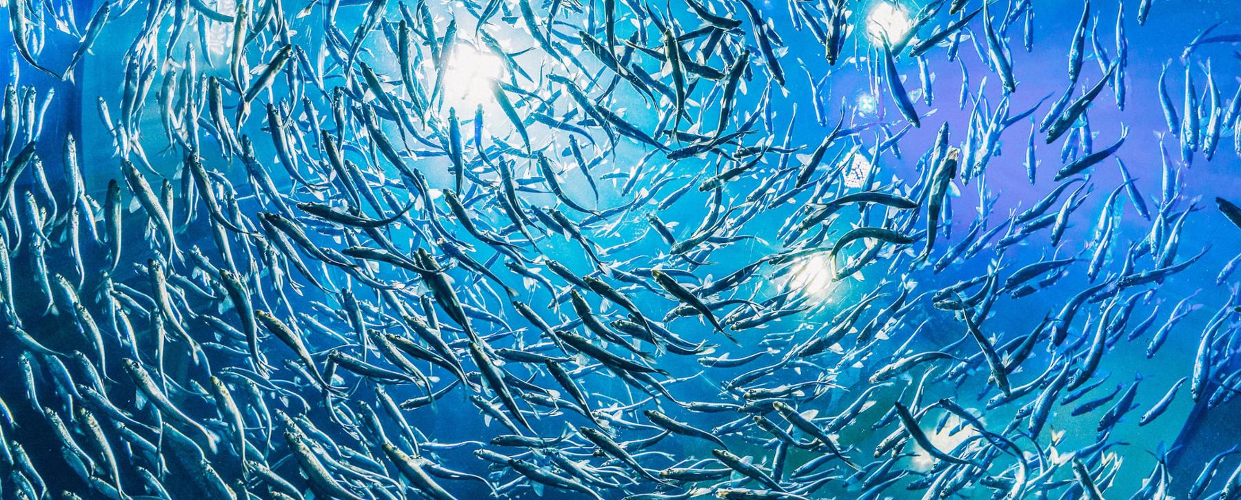 view of school of fish underwater