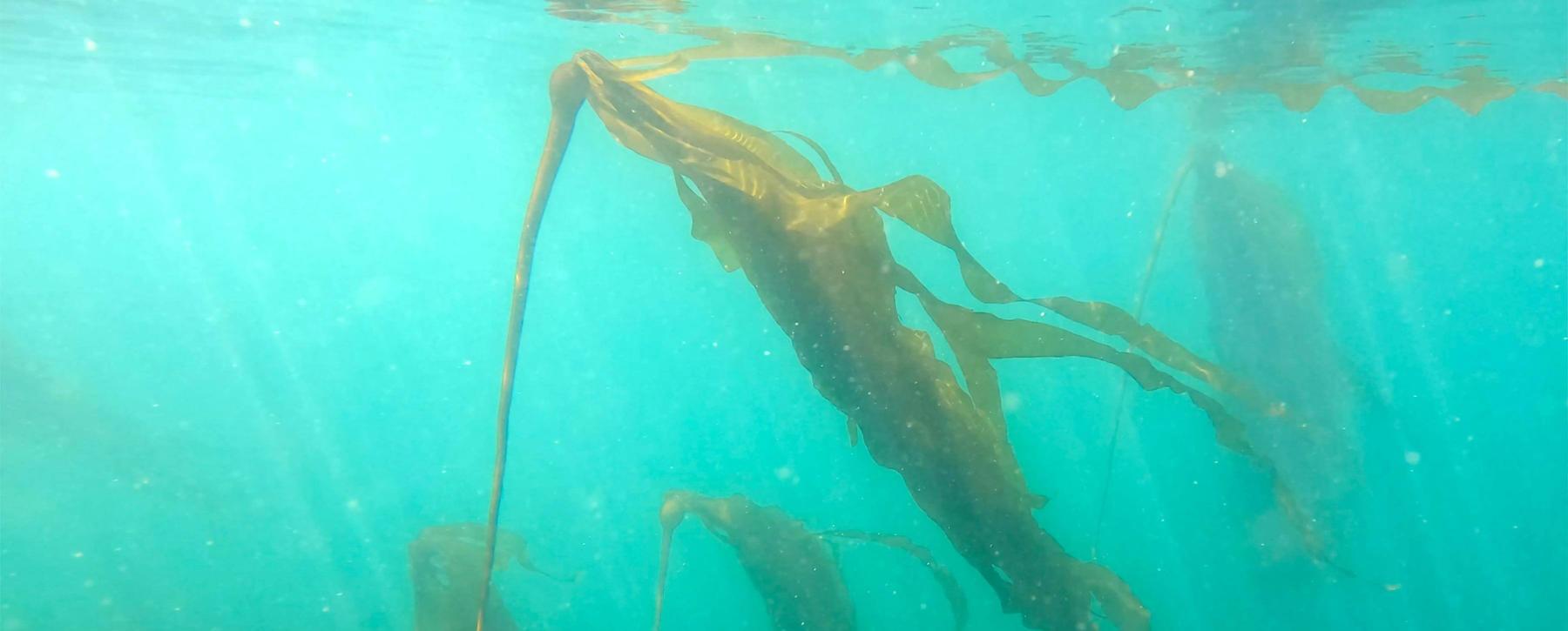 A kelp forest underwater.