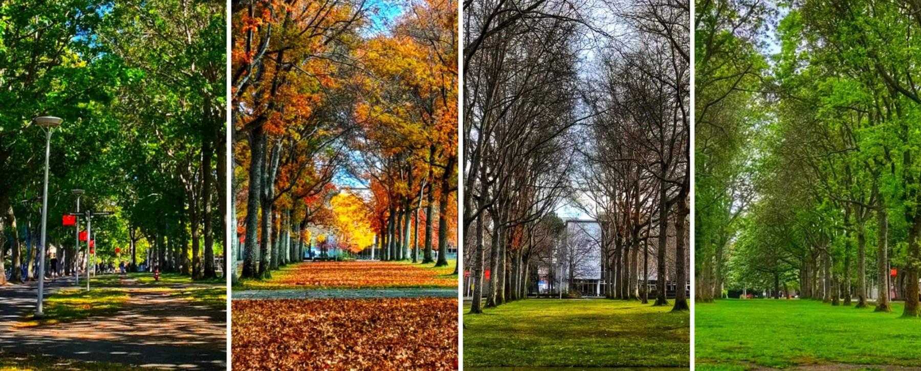 A photo colleage showing the same section of the UVic quad in four different seasons.