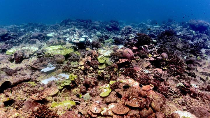 A wide view of a coral reef.