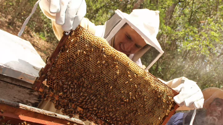 Photo of a UVic student wearing protection gear, pulling out a honey panel from a beehive