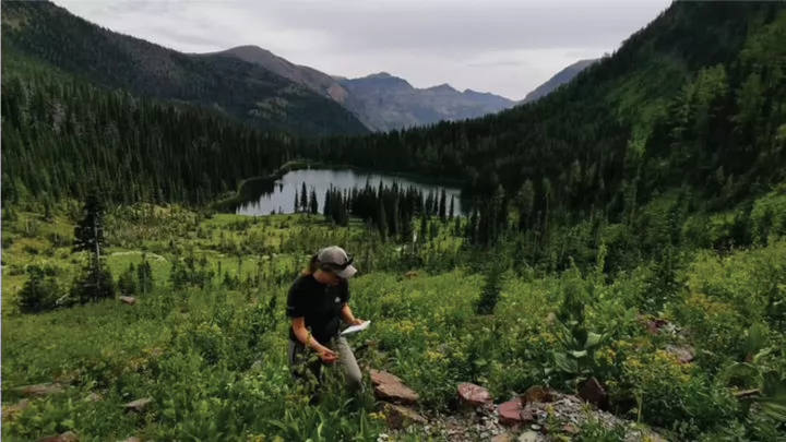 Photo of a forest landscape with a UVic student doing fieldwork