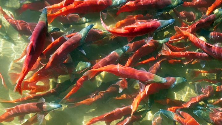 group of salmon in water