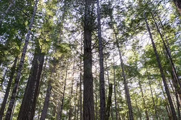 Trees in a forest.