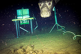A northern elephant seal looks into the camera near the ocean floor.
