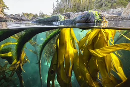 Photo of bull kelp forests taken by divers in British Columbia 