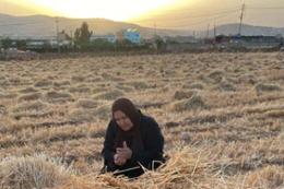 Aisha Azzam examines harvested wheat near Baqa’a refugee camp, Jordan.