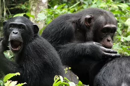 Three chimpanzees, great apes, displaying different behaviours in their natural habitat.
