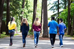 Five students walk on campus on a path lined with tall trees. 