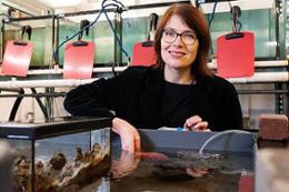 Amanda Bates, UVic biology professor and Impact Chair in Ocean Ecosystem Change and Conservation, studies marine life like sea stars in the Outdoor Aquatic Unit.
