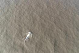 aerial shot of beluga