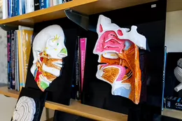 Close up of the plastic brain models used in psychology labs at UVic.