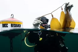 A man lifts a string of kelp out of the water.