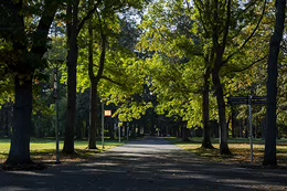 Trees with green leaves line a pathway on the UVic campus on a sunny day.