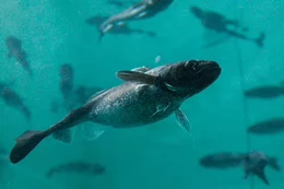 An Arctic cod in the tank at the research facility in Oregon. Credit: Shaye Ogurek.