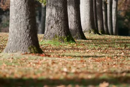Fall leaves on the ground beneath trees on campus.