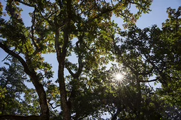Garry oak trees with sun shining through canopy.