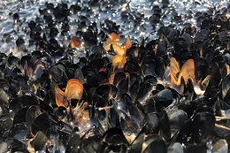 Mussels baking in the sun during the 2021 heatwave.